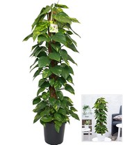 Efeutute am Moosstab ca. 110-120 cm hoch