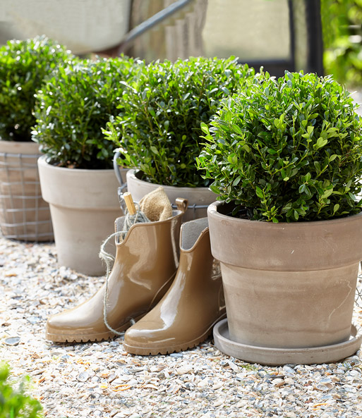 Link zum YouTube Video 2598_Ilex 'Luxus® Globe' der Buchs-Ersatz