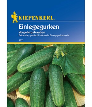 Einlegegurke 'Vorgebirgstrauben'