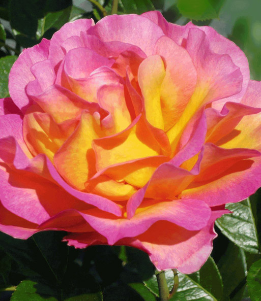 Duftende Rose der Liebe 'La Parisienne®'