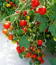 Veredelte Cherry-Tomate 'Baby Boomer' F1