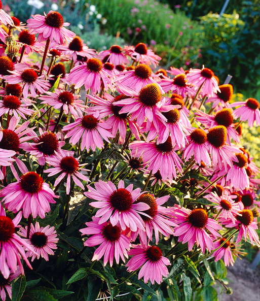 Echinacea purpurea