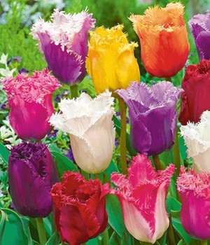 Crispa-Tulpen 'Spring Blend'