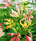 Gloriosa 'Summer Breeze'