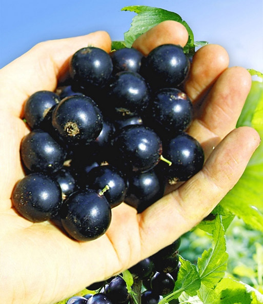Johannisbeere 'Cassisima® Naroma'