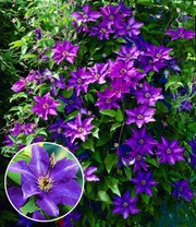 Blaue Clematis 'The President'
