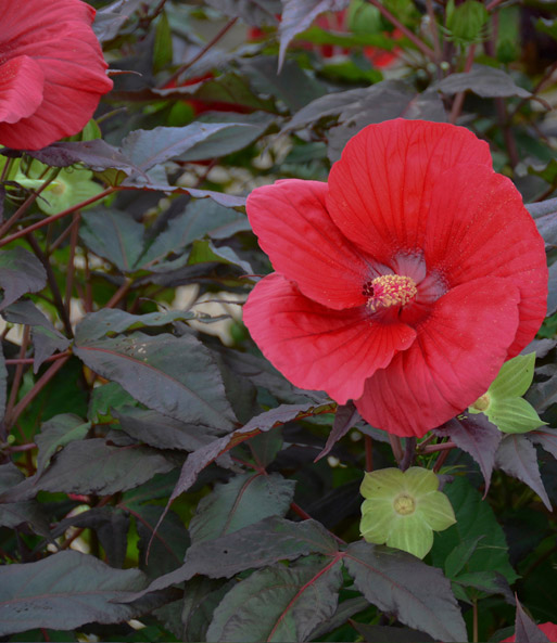 Eine leuchtend rote Hibiskusblüte mit zentralem Staubgefäß. Im Hintergrund ist dunkles Blattwerk.