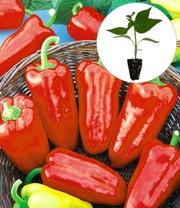 Veredelte Paprika 'Snacky' rot