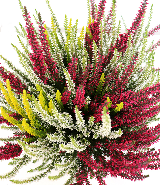 Calluna Knospenheide 'Colour Twister®', 17 cm-Topf