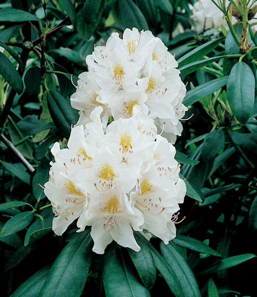 Rhododendron weiß
