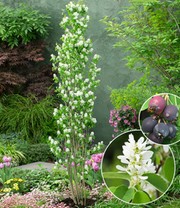 Felsenbirne Amelanchier 'Obelisk®', im 3-Liter XL-Topf