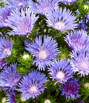 Stokesia 'Blue Danube'