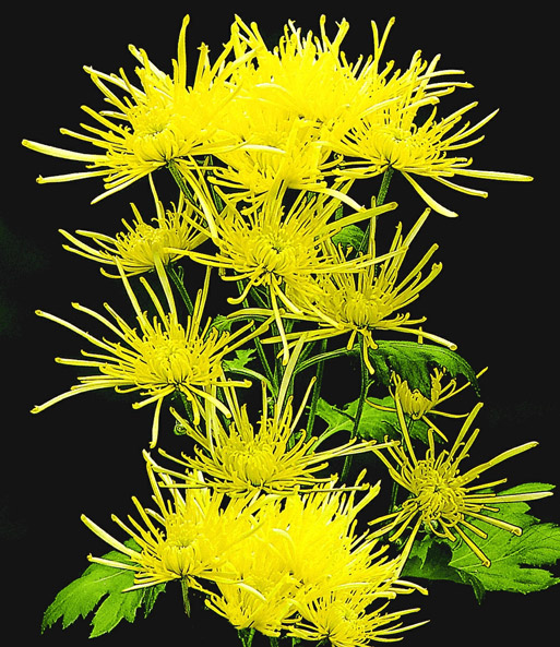Strahlen-Chrysantheme 'Goldgelb'