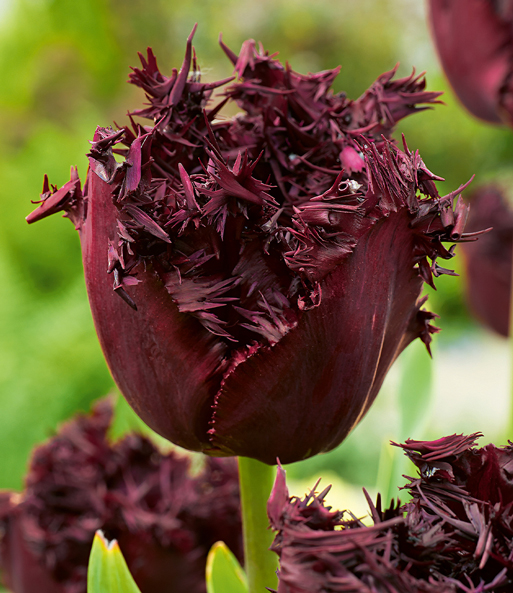 Crispa-Tulpe 'Labrador'