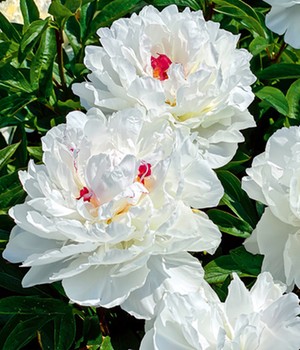 Päonie 'Maxima'