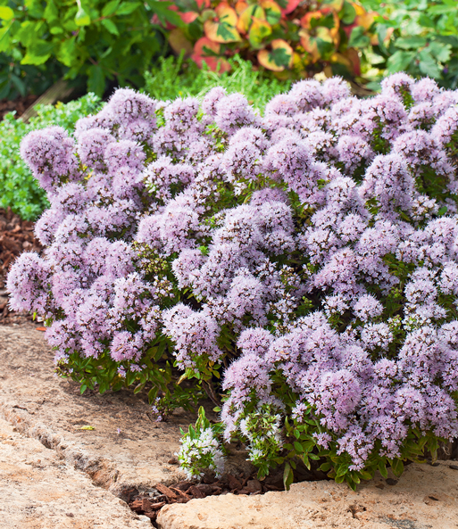 Winterharter Oregano