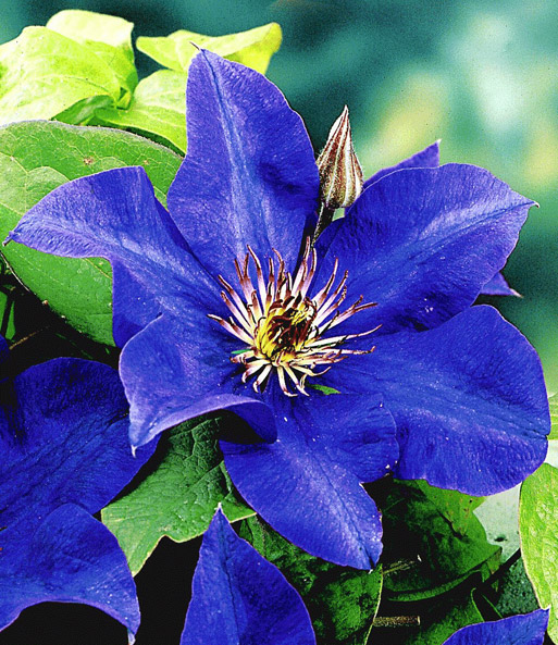 Set Clematis 'The President' &  Rose 'Papi Delbard®'