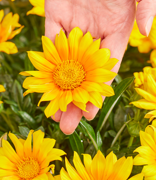 Eine strahlend gelbe Blühte der Gazanie „Suncarpet“ wird in der Handgehalten und füllt den Bereich der Finger vollständig aus.