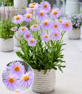 Aster 'Berggarten'
