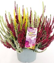 Calluna Knospenheide 'Colour Twister®' im 17 cm XXL-Topf