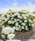 Freiland-Hortensie 'FlowerWOW®'