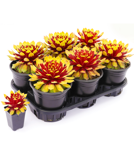 Mehrere Sempervivum Giants „Gold Mine“ erblühen in Ihren Töpfen. Daneben ist ein kleiner Topf mit der Pflanze bei Lieferung. 