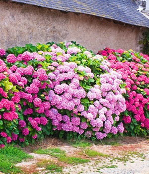 Freiland-Hortensien-Hecke 'Pink-rosé'