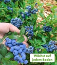 Trauben-Heidelbeere 'Reka® Blue'