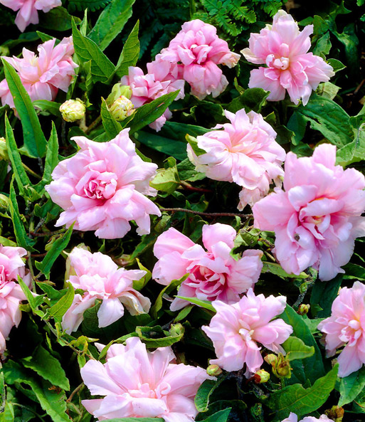 Calystegia