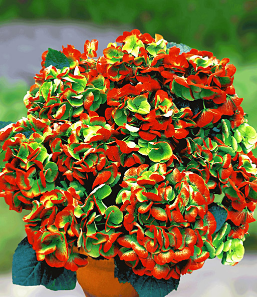 Freiland-Hortensie Hovaria® 'Hobella'