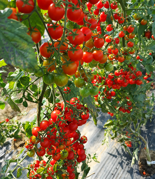 Veredelte Cocktail-Tomate 'Perlino'