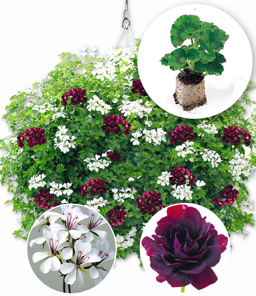 Hänge-Geranien-Mix 'Royal Night® & White Glacier®'