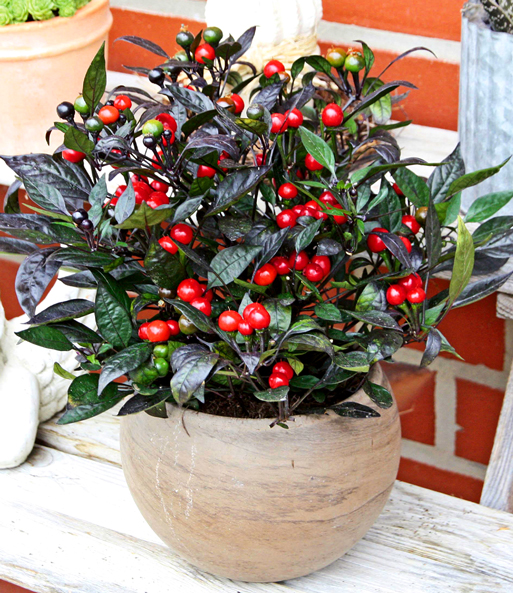 'Pfeffer'-Pflanze 'Black Pearl'