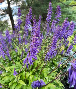 Hosta 'Time in a Bottle®'