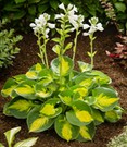 Hosta 'Sunset Groover'