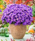 Herbstaster 'Alpha®' Dark Purple, im 12 cm-Topf