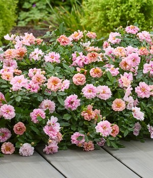 Rose 'Amirose®'