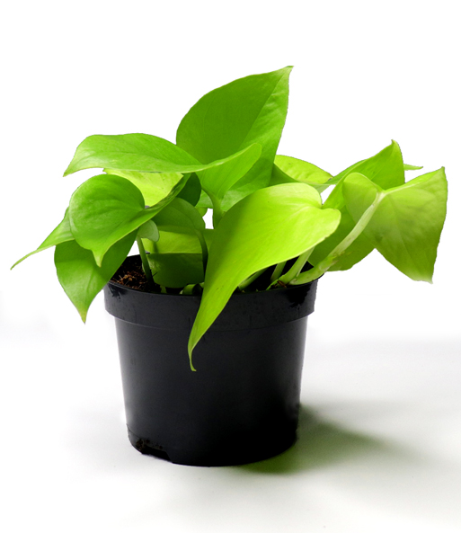 Efeutute 'Golden Pothos'