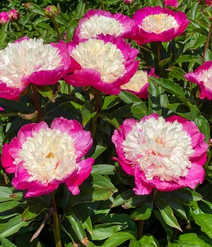 Päonie 'Pink with White Cap'