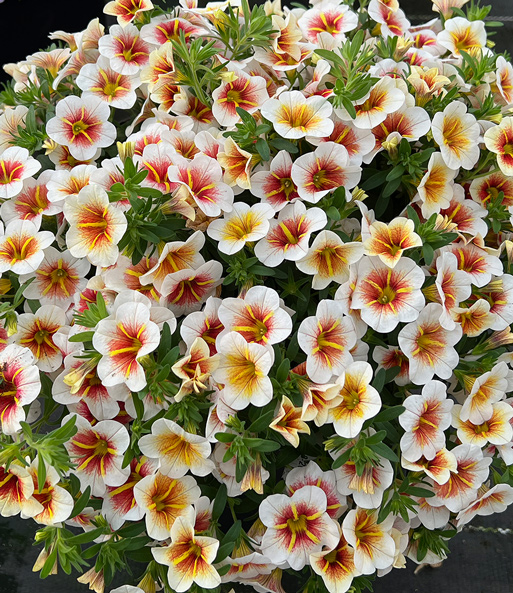 Nahaufnahme der mehrfarbigen, dicht beieinander wachsenden Blüten der Zauberglöckchen Petunie „Calitastic Cappuccino“.