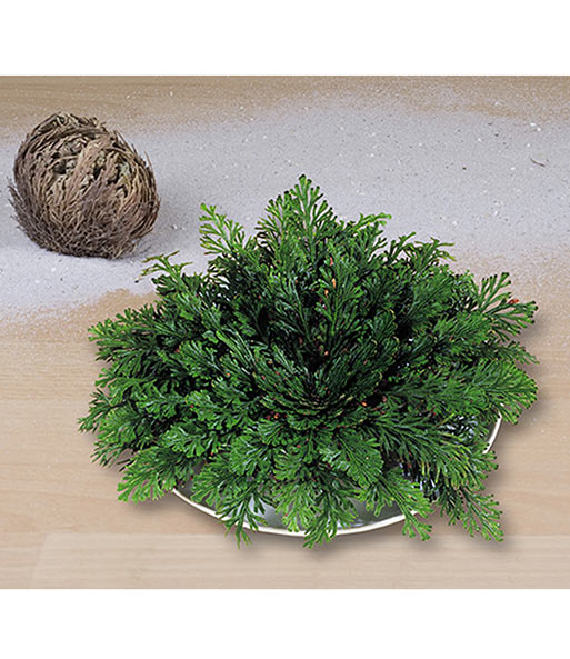 Die Rose von Jericho blüht in saftigem grün auf einem Teller. Daneben ist der Vertrocknet wirkende Ballen bei Lieferung.