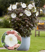 Hibiskus 'Carousel Ghost'