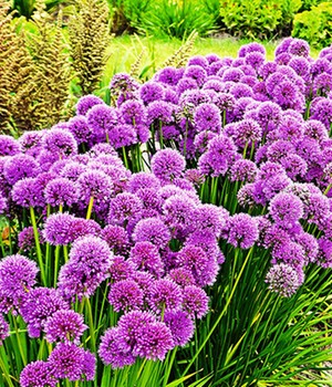 Duft-Allium-Staude 'Millenium'