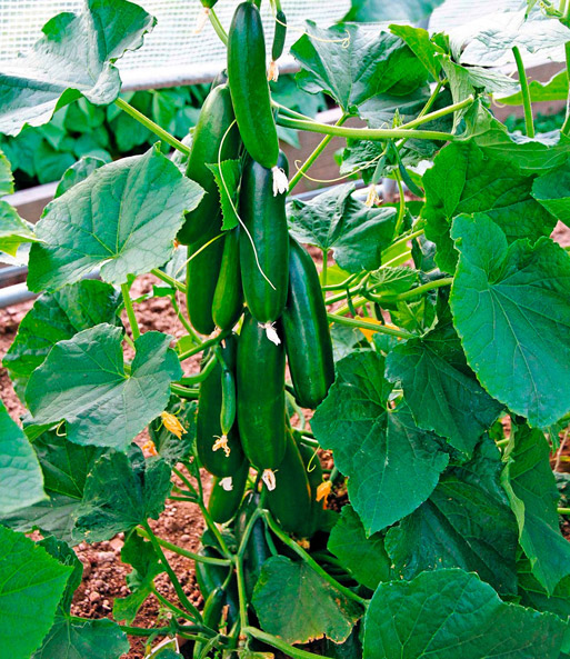 Veredelte Snack-Gurke 'Minik' & COMPO® SANA® Tomaten- und Gemüseerde