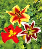 Tree-Lilies®-Kollektion