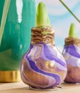 XL Wachs-Amaryllis 'Swirl' purple