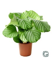 Schöne Calathea orbifolia im Topf kaufen BALDURGarten