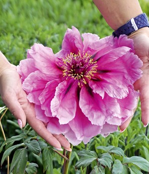 Baum-Päonie 'Pink'