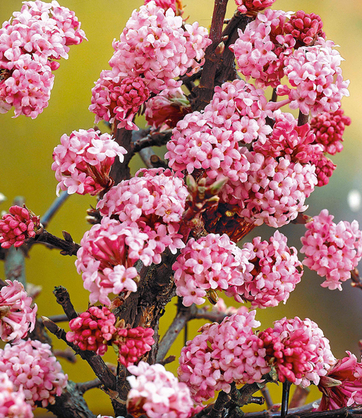Die vielen kleinen Blüten des Winterblüher Duft-Schneeball „Dawn“ bilden rosa-Blütenkugeln an den Asten der Pflanze.