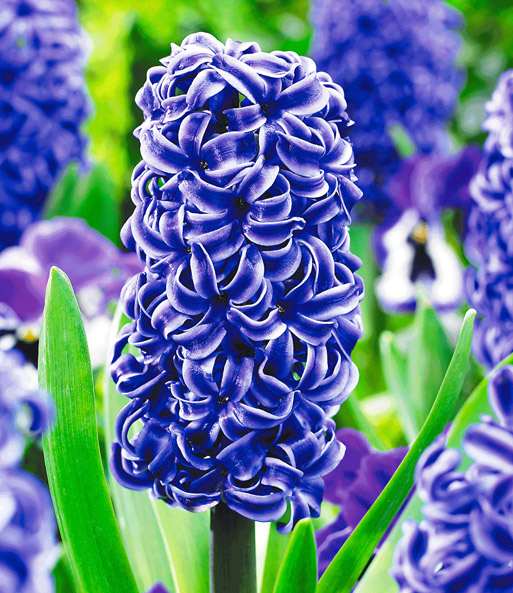 Hyazinthe 'Rembrandt'